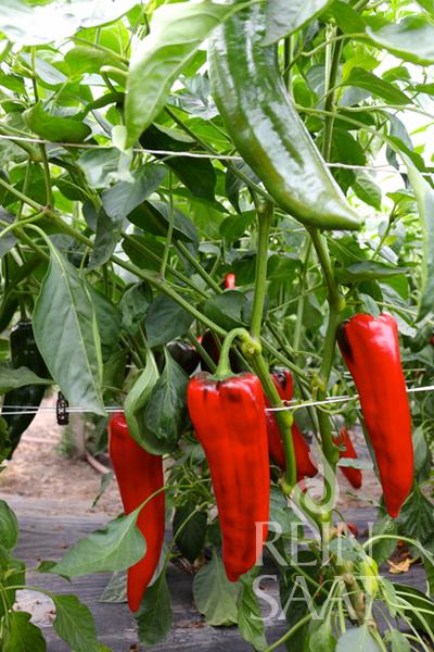 Corno rosso