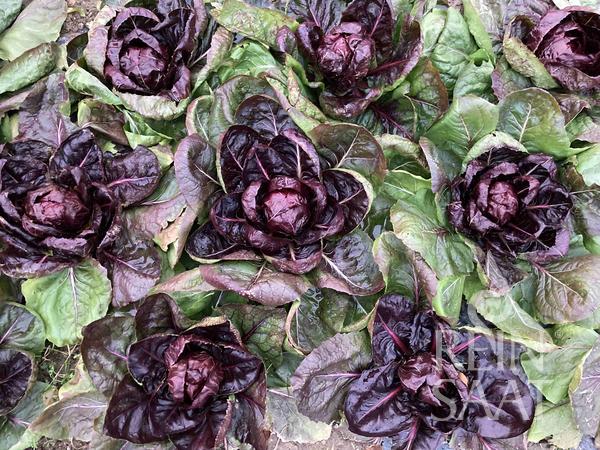 Grumolo rosso