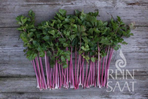 Chinese Pink Celery